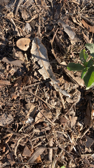Solanum chenopodioides