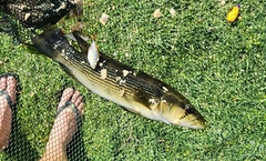 Crenicichla