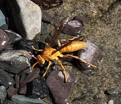 Polistes wattii