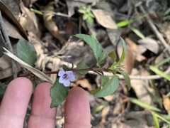 Dyschoriste humistrata