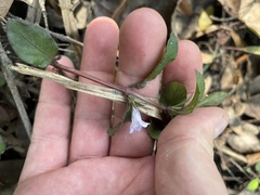 Dyschoriste humistrata