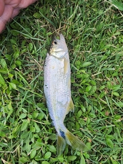 Oligosarcus jenynsii