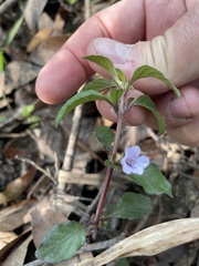 Dyschoriste humistrata