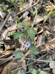 Dyschoriste humistrata