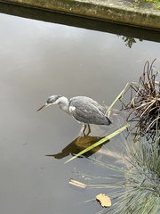 Ardea cinerea