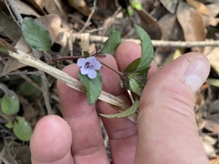 Dyschoriste humistrata