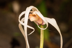 Maxillaria caucana