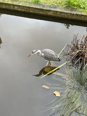 Ardea cinerea
