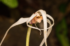 Maxillaria caucana
