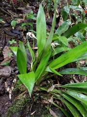 Maxillaria caucana