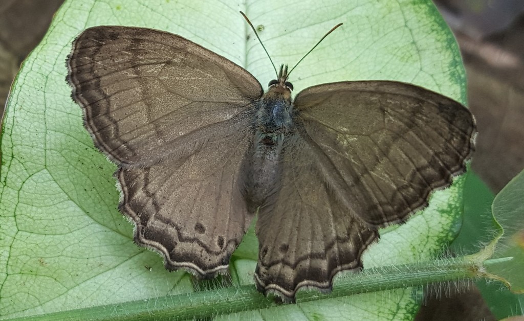 Moneuptychia paeon