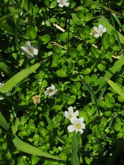 Bacopa