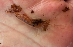 Palaemon paludosus