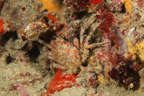 rugose spider crab