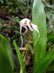 Maxillaria caucana