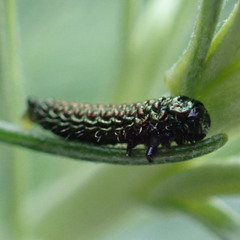 Trirhabda sericotrachyla