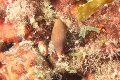 Episcomitra cornicula
