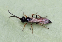 Tycherus fuscicornis