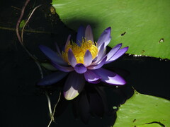 Nymphaea gigantea