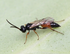 Tycherus fuscicornis