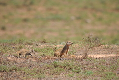 Cynictis penicillata