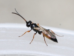 Tycherus fuscicornis