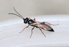 Tycherus fuscicornis
