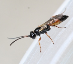 Tycherus fuscicornis