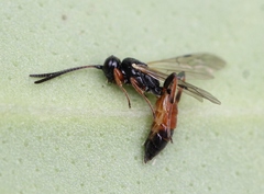 Tycherus fuscicornis