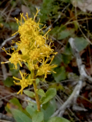 Solidago chapmanii