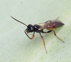 Tycherus fuscicornis
