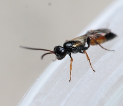 Tycherus fuscicornis