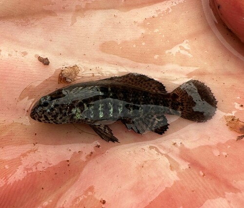 Banded pygmy sunfish (Elassoma zonatum) — Elassomatidae — 2