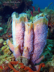 Callyspongia plicifera