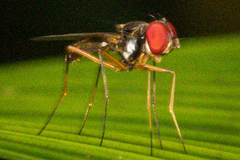 Tanypezidae