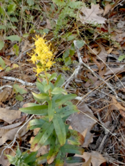 Solidago chapmanii