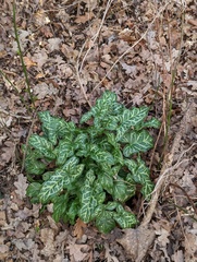 Arum italicum italicum