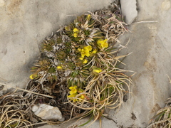 Draba aizoides
