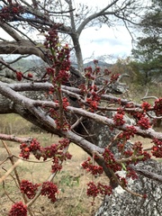 Spondias purpurea