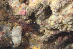 Palaemon serratus