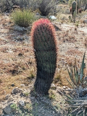 Ferocactus gracilis