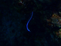 Labroides dimidiatus