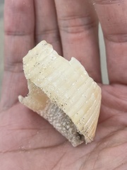 Semicassis granulata