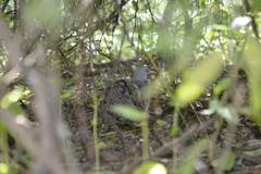 Crypturellus tataupa