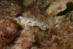 Gobius geniporus