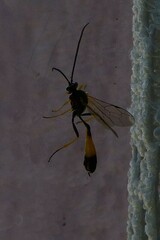 Dusona