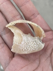 Semicassis granulata