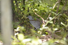 Crypturellus tataupa