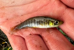 Fundulus nottii