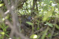 Crypturellus tataupa